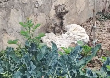 T1212009 Rescue stray dogs #rescue #cute #helpanimals #love #dog