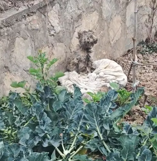 T1212009 Rescue stray dogs #rescue #cute #helpanimals #love #dog