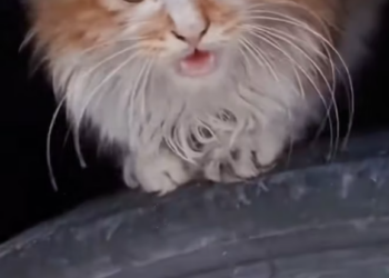 T1212010 Rescue stray cats #rescue #cute #helpanimals #love #cat #catsoftikto… (2)