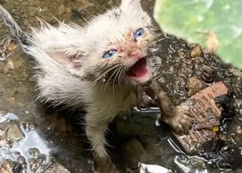 T1212011 Rescue blue eyed kitten #rescue #cute #helpanimals #love #cat #cat…