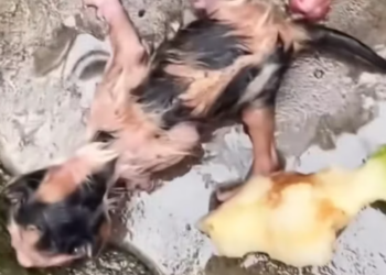 T1212012 Rescue newly born kitten then #rescue #fyp #animals #love #cute…