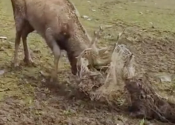 T1212013 Rescue trapped elk then #rescue #fyp #animals #love #elk #moose…