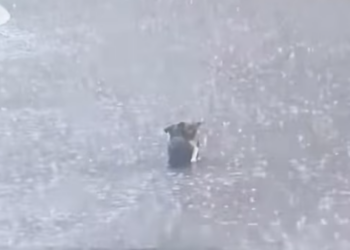 T1212014 Rescue two poor puppies then #rescue #fyp #animals #love #cute #d…