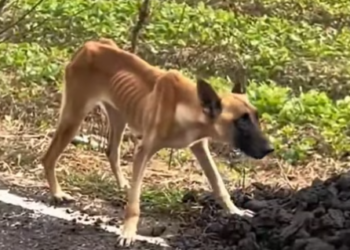 T1212015 Rescue poor dog then #rescue #fyp #animals #dog #puppy #love #c…