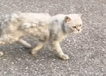 T1212017 Rescue cat jumped out of car #rescue #fyp #animals #cat