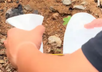 T1212019 Rescue poor kitten then #rescue #fyp #animals #kitty #kitten #cat