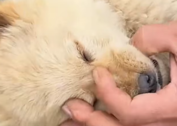 T1212021 Rescue an abused puppy then #rescue #fyp #animals #dog #dogs #puppy