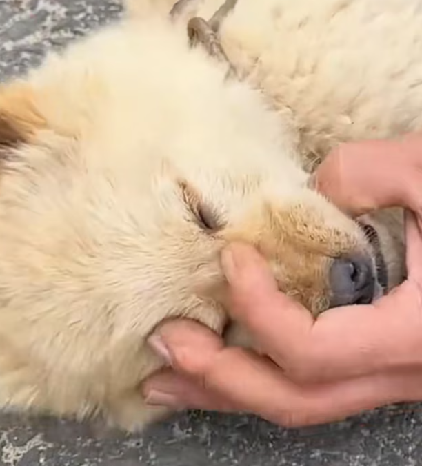 T1212021 Rescue an abused puppy then #rescue #fyp #animals #dog #dogs #puppy