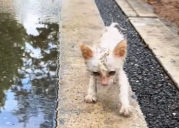 T1212022 Rescue poor cat then #fyp #rescue #animals #cat #kitten #kitty