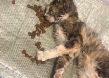 T1212023 Rescue cat is about to die then #fyp #rescue #animals