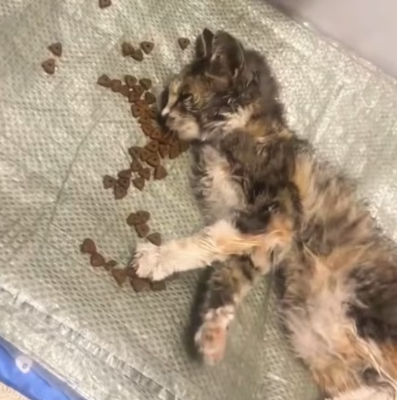 T1212023 Rescue cat is about to die then #fyp #rescue #animals