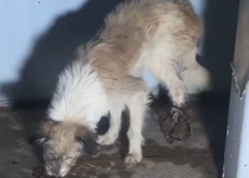 T1212024 Rescue stray dogs #rescue #cute #helpanimals #love #dog