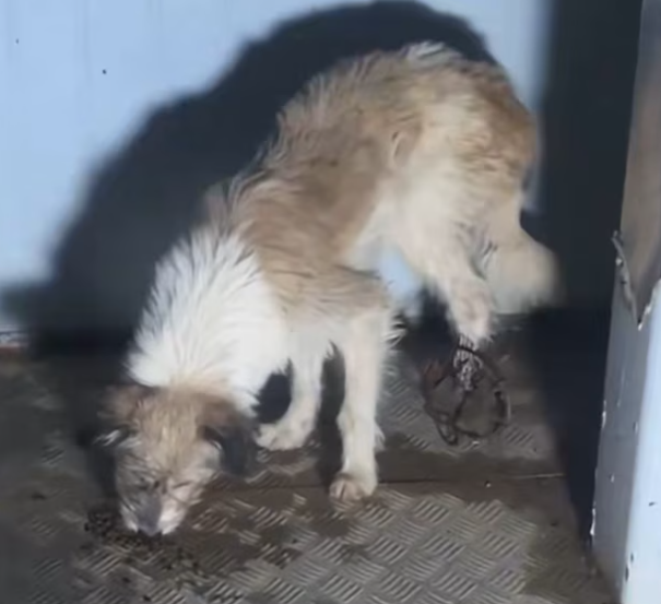 T1212024 Rescue stray dogs #rescue #cute #helpanimals #love #dog