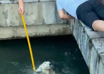 T1212025 Rescue drowning dog then #rescue #fyp #animals #dog #puppy #dog…