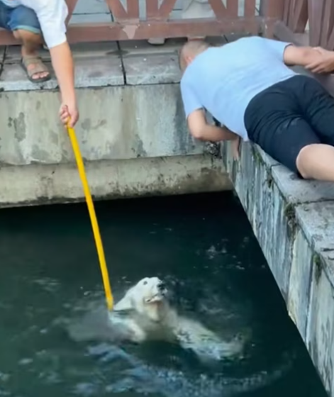 T1212025 Rescue drowning dog then #rescue #fyp #animals #dog #puppy #dog…