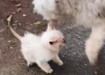 T1212026 Rescue kitten has been abused by its owner then #rescue