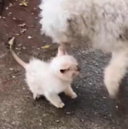 T1212026 Rescue kitten has been abused by its owner then #rescue