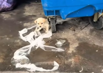 T1212027 Rescue poor puppy then #rescue #fyp #animals #puppy #dog #dogs