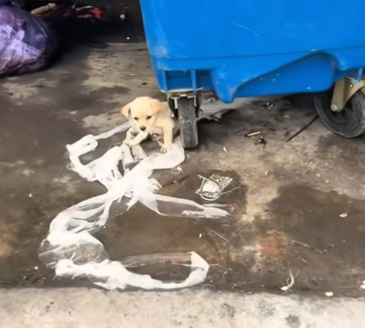 T1212027 Rescue poor puppy then #rescue #fyp #animals #puppy #dog #dogs