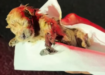 T1212028 Rescue newly both puppy then #rescue #fyp #animals #dog #puppy