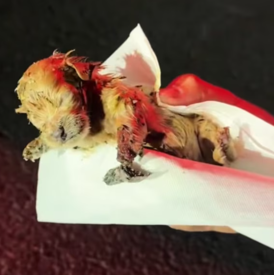 T1212028 Rescue newly both puppy then #rescue #fyp #animals #dog #puppy