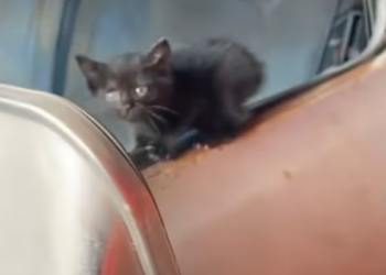 T1212029 Rescue poor kitty then #rescue #fyp #animals #cat #kitty #kitten