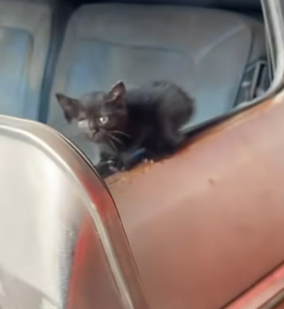 T1212029 Rescue poor kitty then #rescue #fyp #animals #cat #kitty #kitten