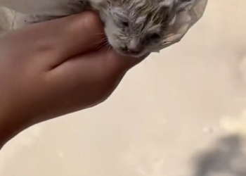 T1212030 Rescue puppy trapped on roof then #rescue #fyp #animals