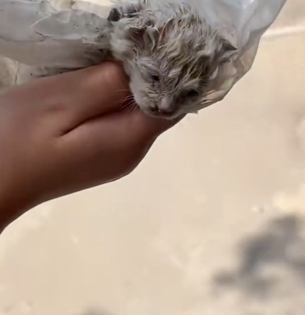 T1212030 Rescue puppy trapped on roof then #rescue #fyp #animals