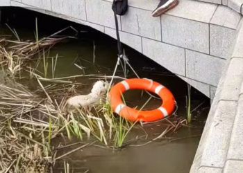 T1212031 Rescue puppy has fallen into water then #rescue #fyp #anim…