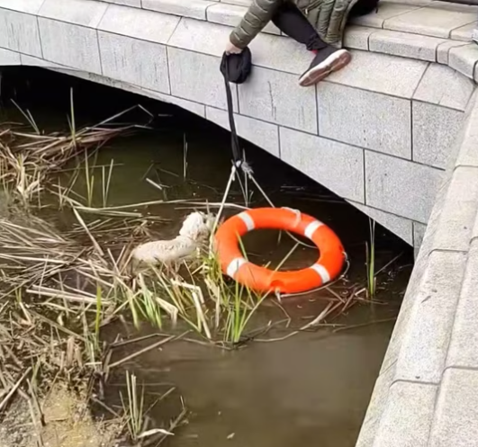 T1212031 Rescue puppy has fallen into water then #rescue #fyp #anim…