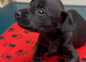 T1212032 Rescue poor puppy then #fyp #rescue #animals #dog #dogs #puppy