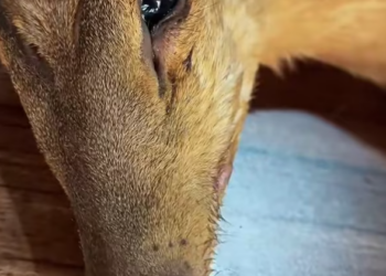 T1212033 Helpless Fawn Trapped in Woods Can We Save It in Time Help