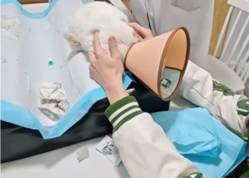 T1212034 Rescue drowning kitten #rescue #fyp #anime #animalrescue #cat #kitten