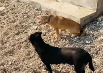 T1212035 When head of stray dog was stuck in jar#dog #doglover #dogsof…