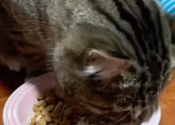 T1212036 Rescue cat whose head is stuck in stone slab!#catresvue #straycar