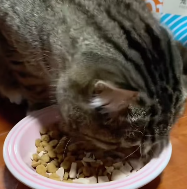 T1212036 Rescue cat whose head is stuck in stone slab!#catresvue #straycar