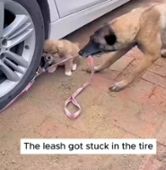 T0312021 #fyp #dogs #helpanimals #loveanimals #foryou #viral