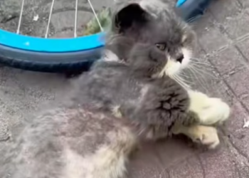 T1212037 Saving cat won change world, its world will never be same