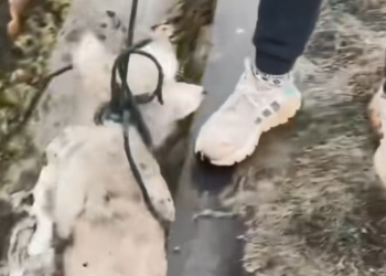 T1212038 On way home, found stray puppy had fallen into ditch