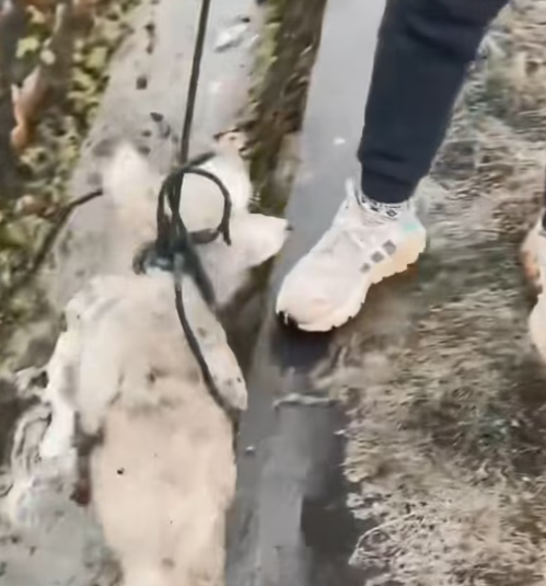 T1212038 On way home, found stray puppy had fallen into ditch