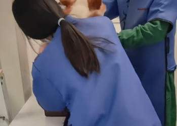 T1212039 On Way Home, Found Stray Corgi Paralysed Legs What Happen