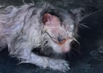 T1212040 Found stray Ragdoll cat under car.#CatRescue #StrayCat #Ragdoll