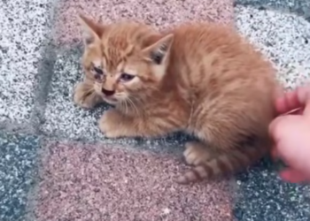 T1712001 Little baby Finally home #doglover #dogs #dogrescue #rescue #rescue