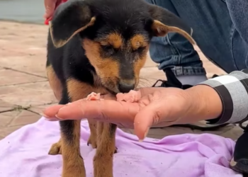 T1712002 If you see dog, will you save it #rescue #rescueanimals #animal