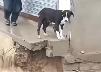 T1712003 Really kind man Please support #doglover #dogs #dogrescue #rescue