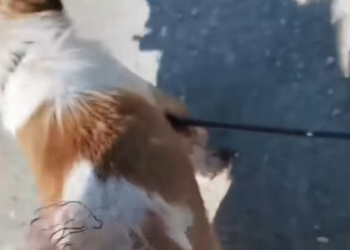 T1712004 rescued dog #adoptdontshop #rescue #heartwarming