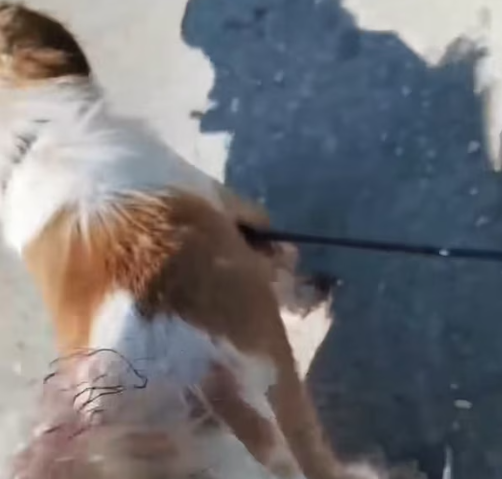 T1712004 rescued dog #adoptdontshop #rescue #heartwarming