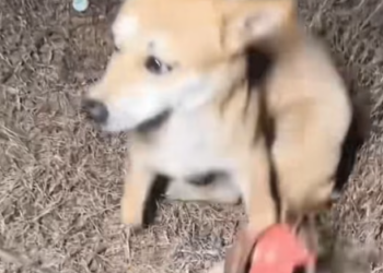 T1712005 rescued dog #adoptdontshop #rescue #heartwarming