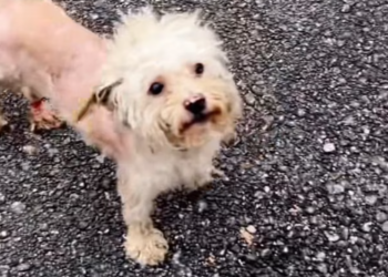 T1712006 rescued dog #adoptdontshop #rescue #heartwarming #rescuedog